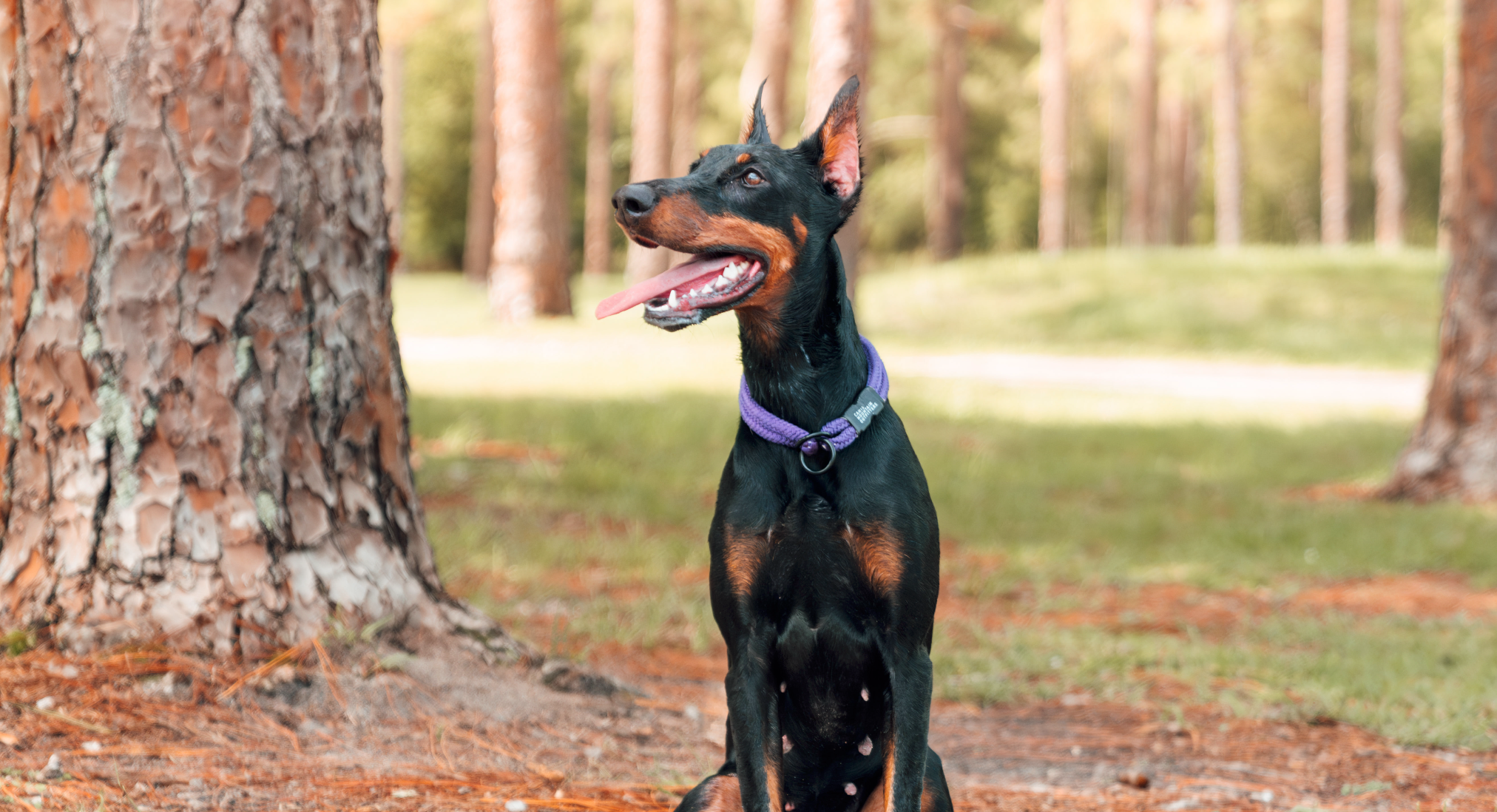 Female_doberman_wearing_purple_collar.png