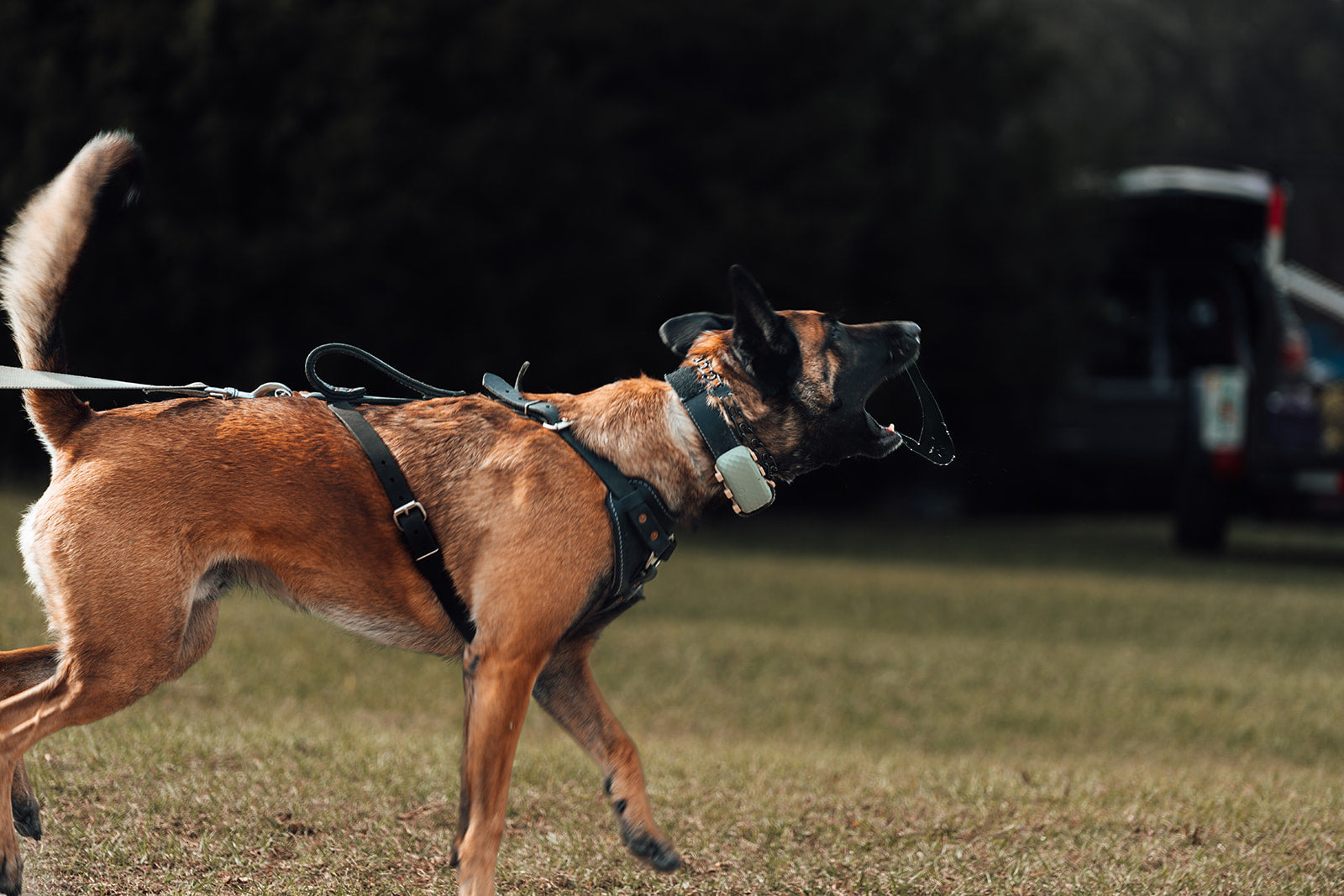 K9IRBY-0197_websize.jpg