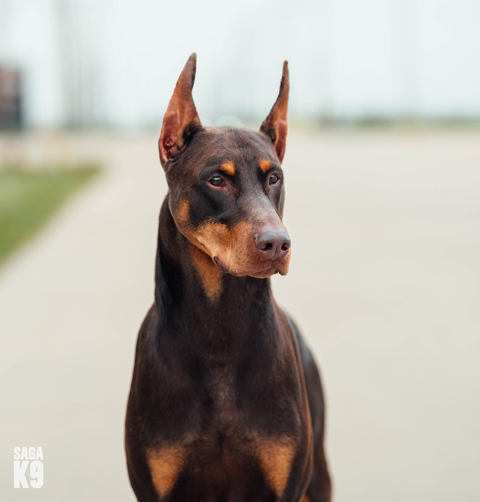 SHOWDOGS-DSC01479-Edit_websize.jpg