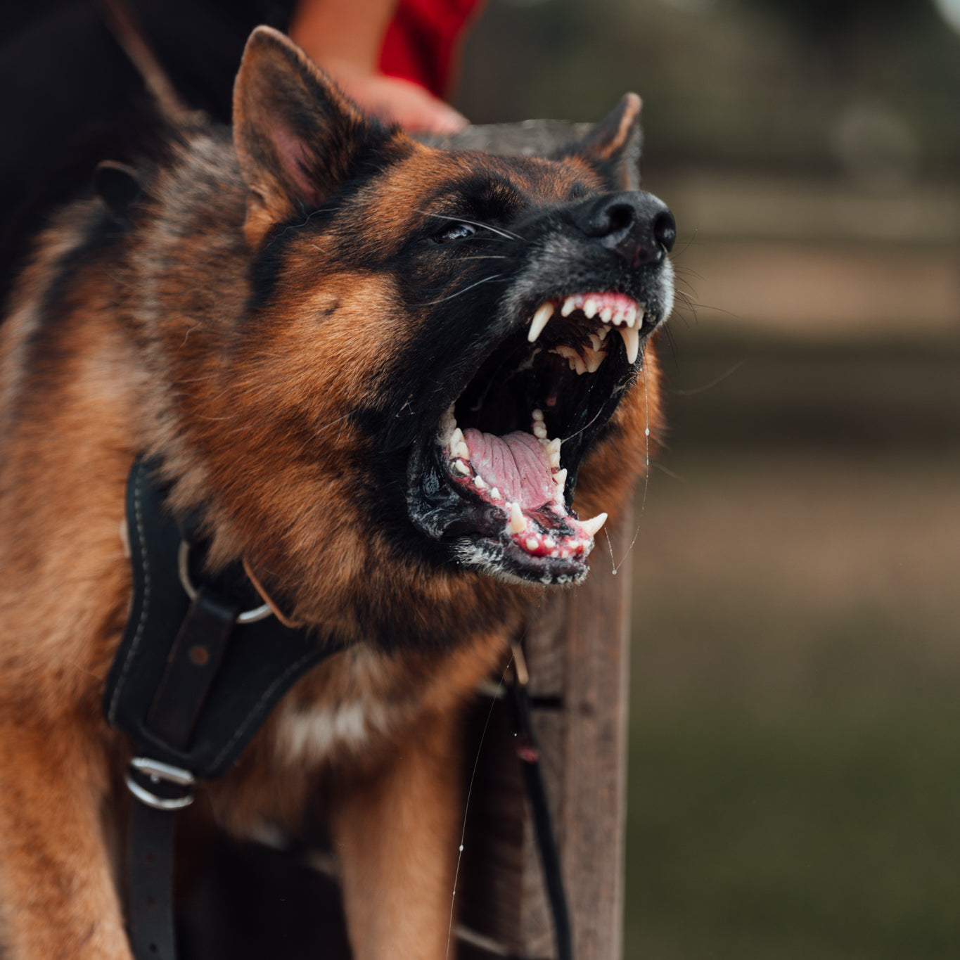 igp_trial_small_pics_25863.jpg